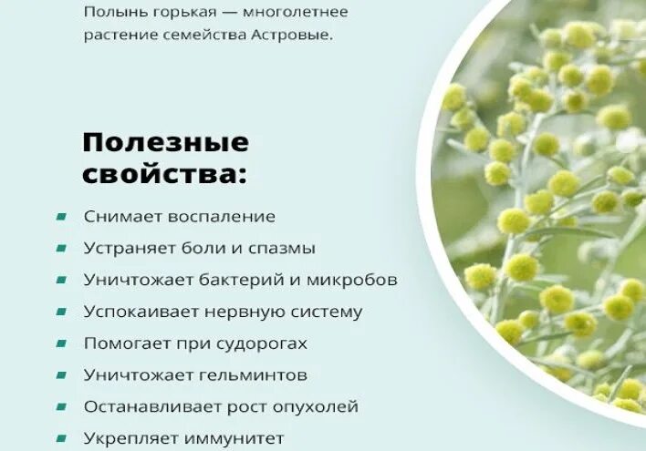 Сколько пить полынь дней. Лечебный полынь от паразитов. полынь лекарственная от паразитов. полезные свойства полыни. полынь от паразитов для человека.