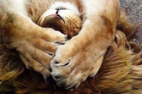A lion sleep during the day