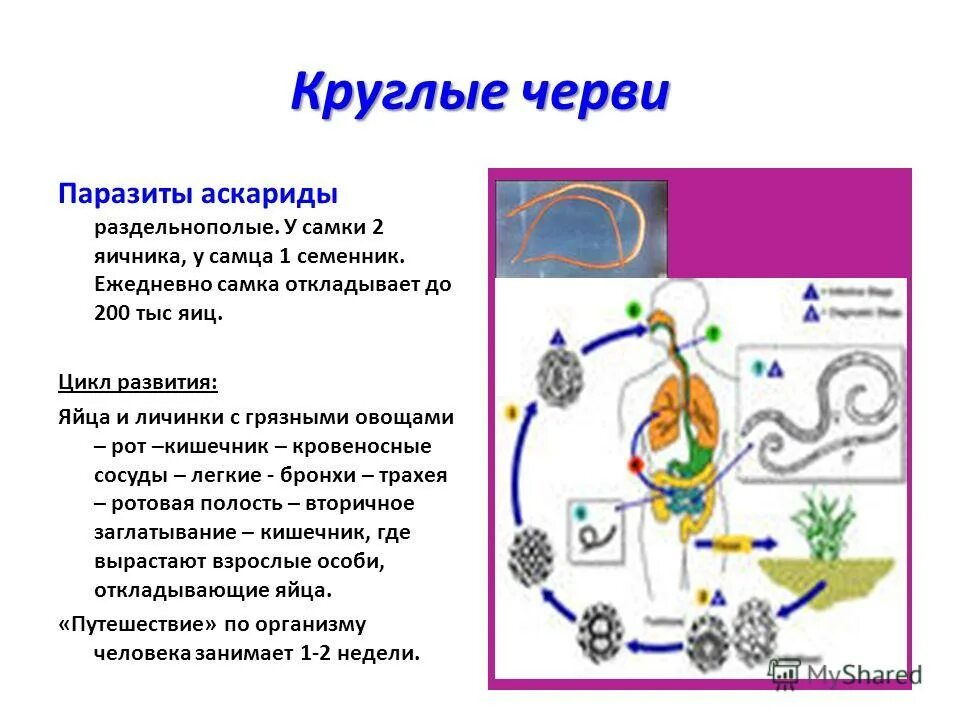 Аскарида человеческая основной и промежуточный хозяин. Циклы развития паразитических круглых червей. Цикл развития аскариды человеческой. Цикл аскариды схема. Цикл развития аскариды у круглых червей.