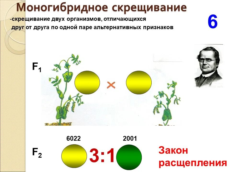 Характеристика моногибридного скрещивания. Генетическая схема моногибридного скрещивания. Моногибридное скрещивание Мендель. Моногибридное скрещивание схема скрещивания. Моногибридное скрещивание фенотип.