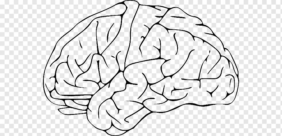 Мозги украду. Мозг контур. Мозг трафарет. Мозг очертания. Мозг раскраска.