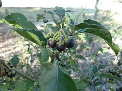 Паслен черный какая группа