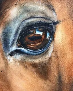 Как нарисовать глаз лошади