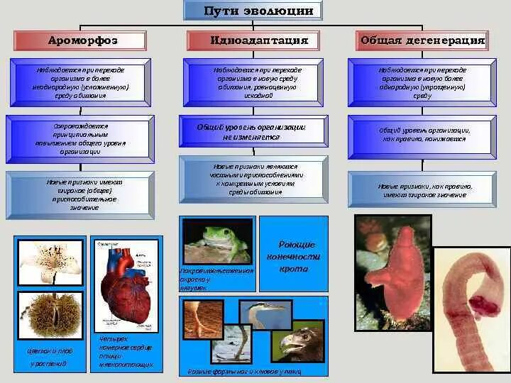 Ароморфоз идиоадаптация дегенерация. Пути эволюции ароморфоз. Ароморфоз адаптация дегенерация. Основные направления эволюции ароморфоз идиоадаптация дегенерация.