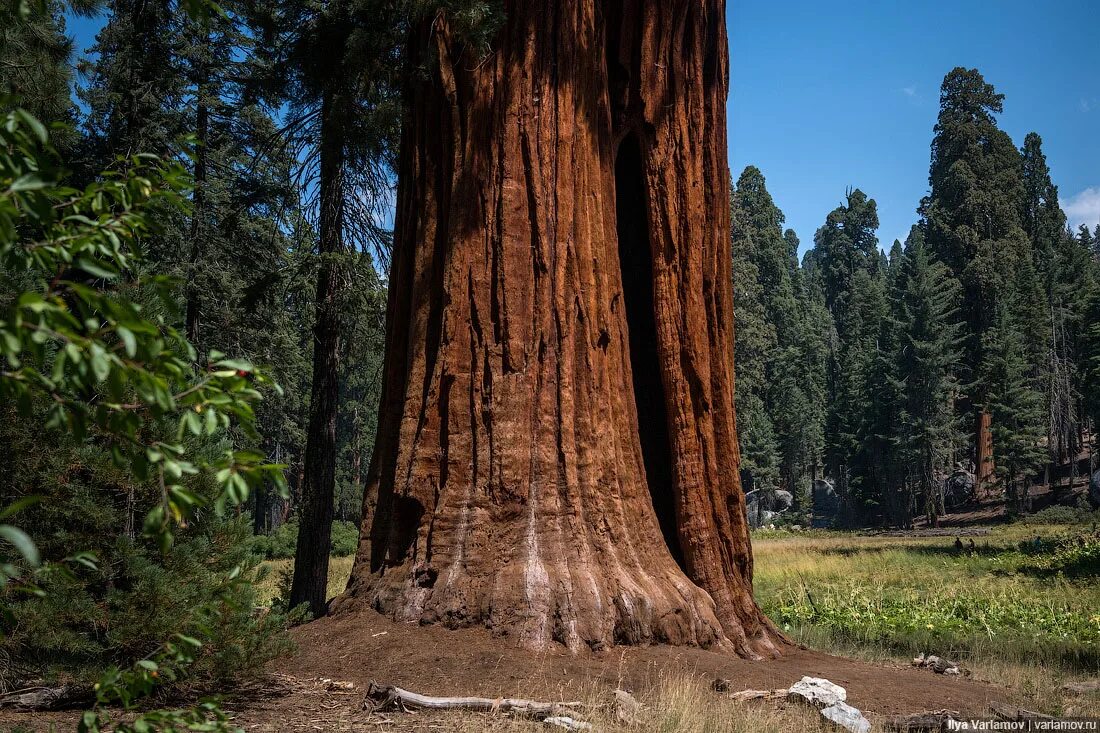 Большое дерево в америке. Эндемики северной америки секвойя. Парк секвойи в северной америке. Самые большие деревья сша. Секвойи (sequoia sempervirens).