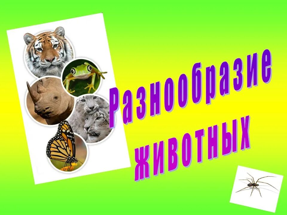 Многообразие животных. Разнообразие животных 3 класс презентация. Разнообразие животных 3 класс окружающий мир. Окружающий 3 й класс