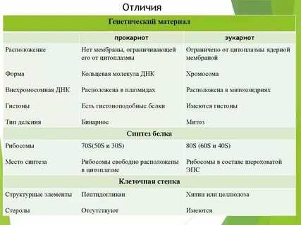 Сравнение рибосом эукариот и прокариот
