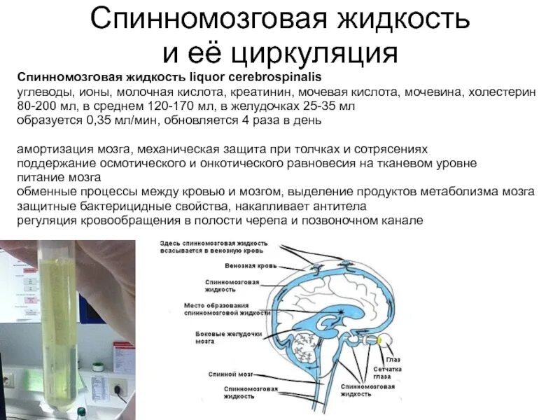 Функции спинномозговой жидкости питательная. Образование и отток спинномозговой жидкости. Оболочки ЦНС спинномозговые жидкость. Спинномозговая жидкость соединительная ткань.