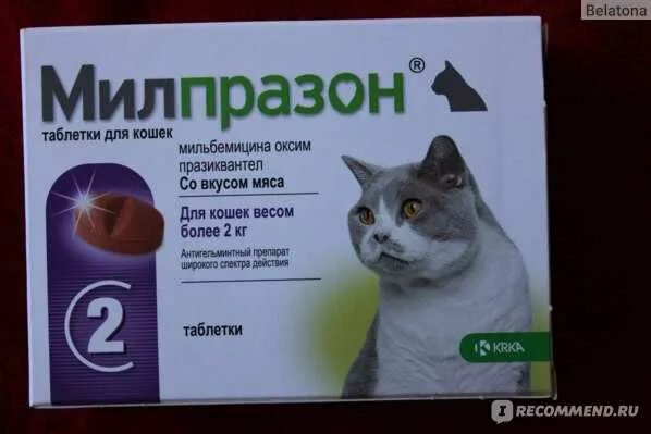 Что дать кошке чтобы она. Капли для кошек чтобы не просила кота. капли для кошек от гуляния. кошка просит кота успокоительное.