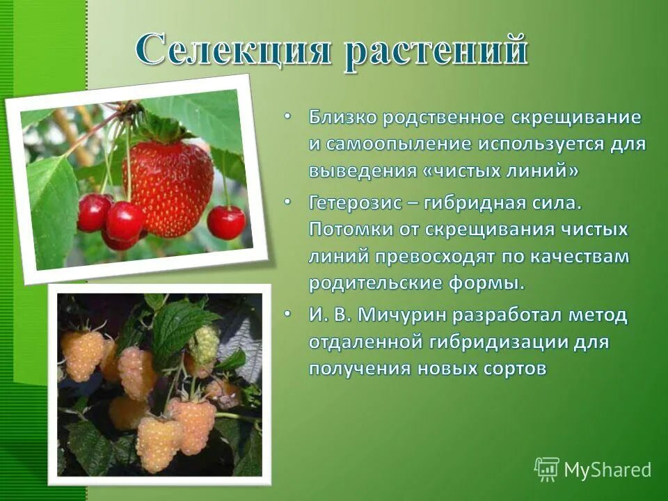 Выведение чистых линий метод. Селекция растений. выведение сортов растений. методы скрещивания растений. гибриды растений селекция.