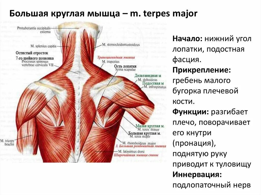 Большая круглая м. Большая круглая мышца (m. teres major). антагонист широчайшей мышцы спины. функции малой круглой мышцы спины.