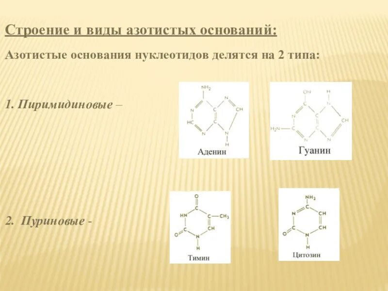 Основания делятся на группы. Азотистые основания пуринового ряда. Азотистое основание делится. Строение азотистых оснований. Азотистые основания пуриновые и пиримидиновые.