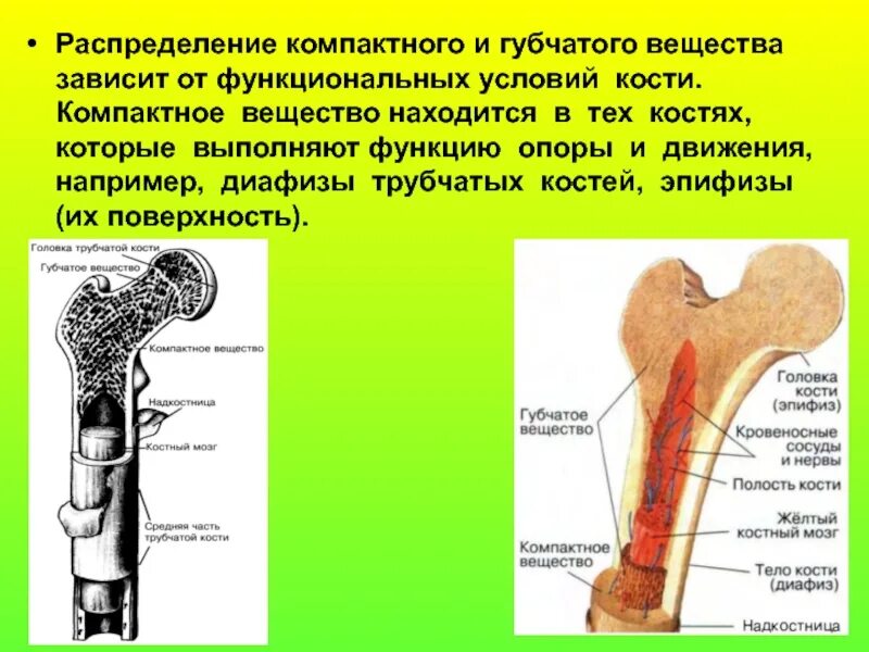 Где находится губчатое вещество. Распределение компактного и губчатого вещества в кости. кость компактное и губчатое вещество. надкостница компактное и губчатое вещество. компактное и губчатое вещество кости функции.
