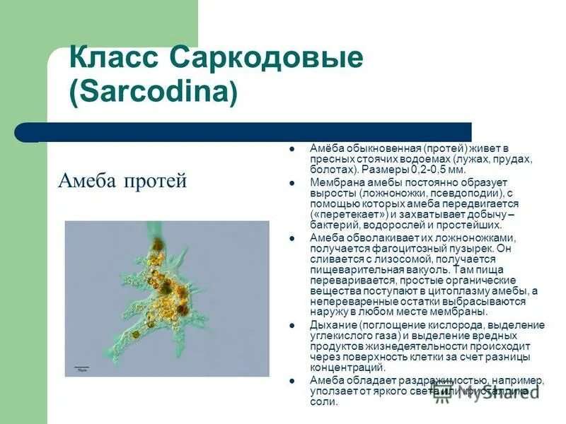 Саркодовые представители