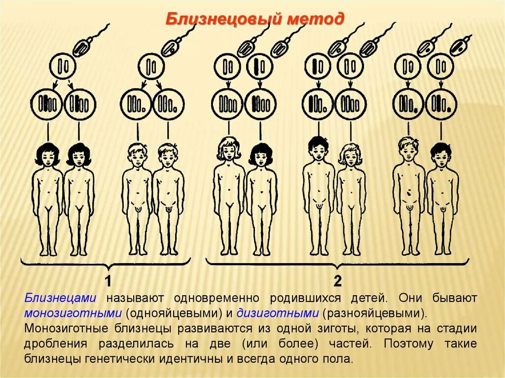 Однояйцевые близнецы пол. Монозиготные Близнецы генетика. Близнецовый метод однояйцевые. Однояйцевые и разнояйцевые Близнецы. Метод близнецов.