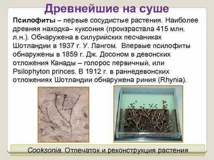 Описание первых растений