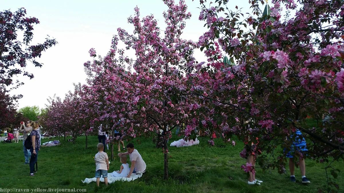 Цвета ли яблони. Парк Коломенское цветение яблонь. Царицыно цветение яблонь. Коломенское музей-заповедник яблони цветут. Парк Царицыно яблони.