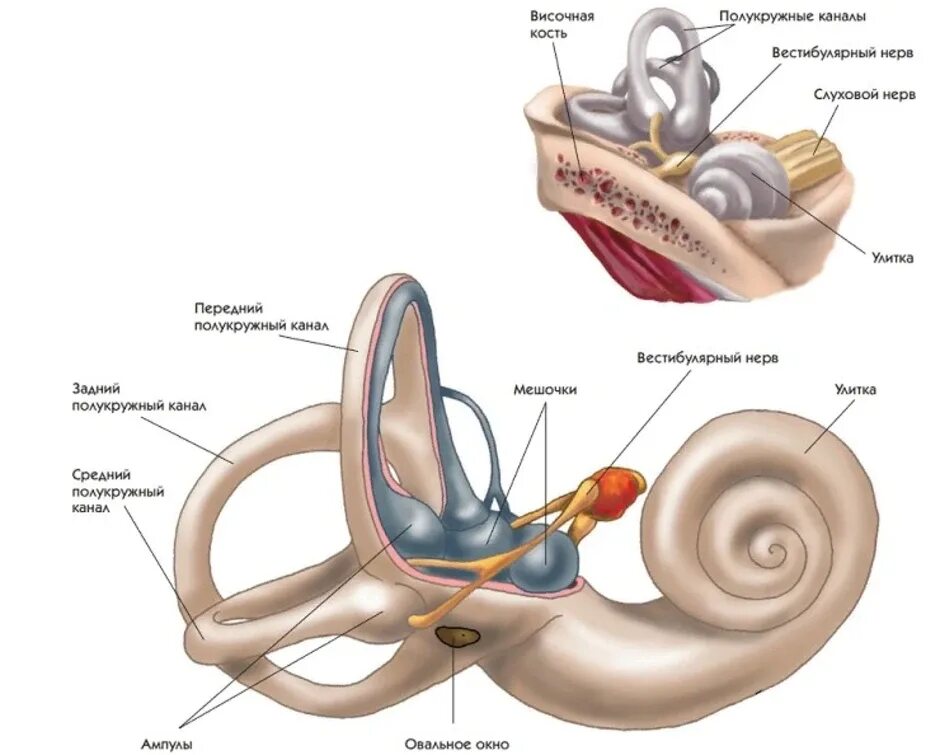 Вестибулярный аппарат симптомы у взрослых. Вестибулярный аппарат внутреннего уха строение. Внутреннее строение уха человека и вестибулярного аппарата. Вестибулярный анализатор внутреннее ухо. Структуры уха и вестибулярного аппарата.