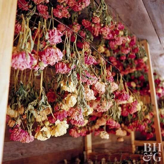 Как засушить цветы для декора дома The Prettiest Flower Shop in New York City Orquídeas, Lugares, Lugares para ir
