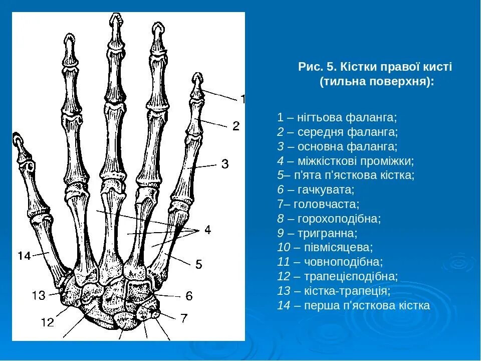 5 фаланга стопы. Дистальная фаланга анатомия. Фаланги кисти. Основной фаланги.