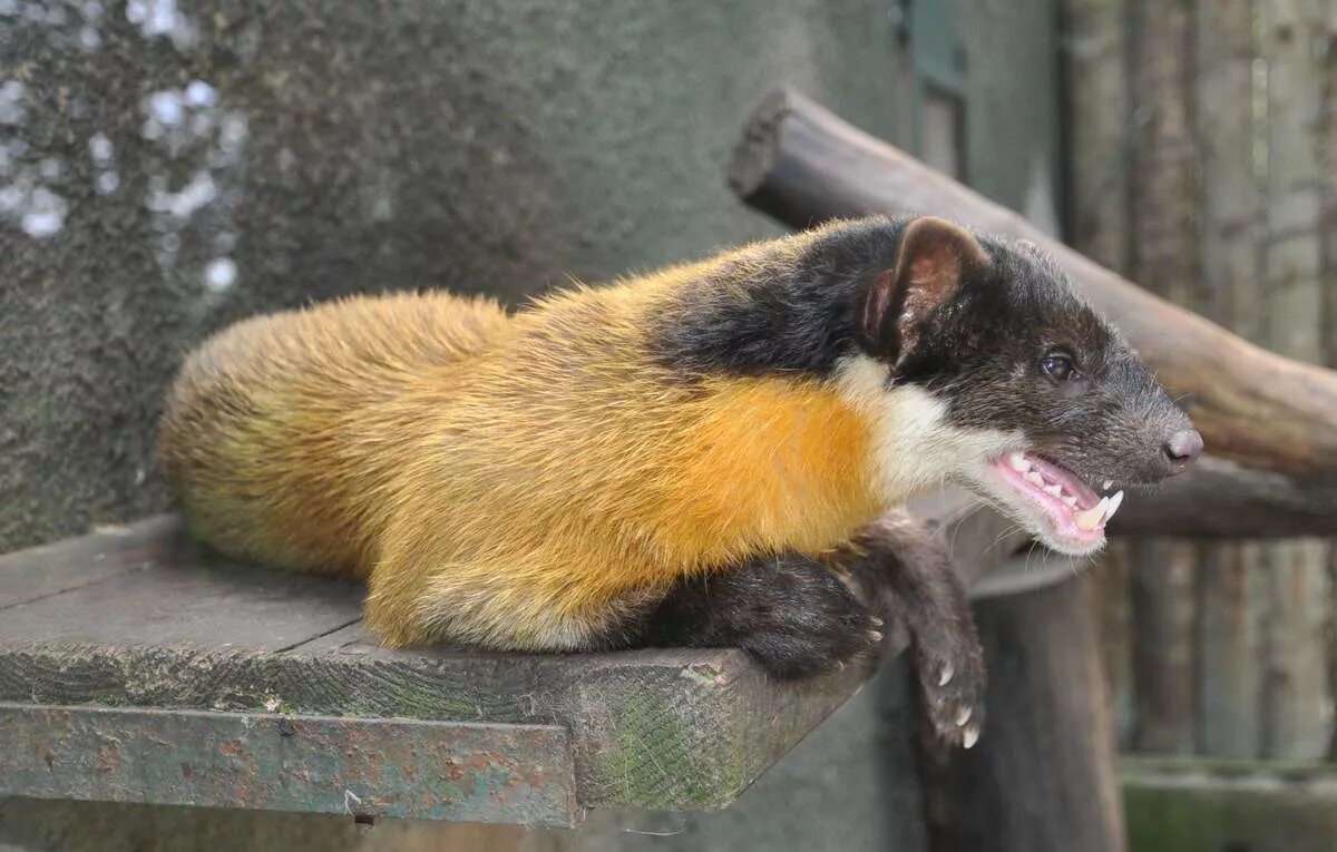 Куница харза. Амурская харза. Харза википедия. Куница харза. Харза википедия.