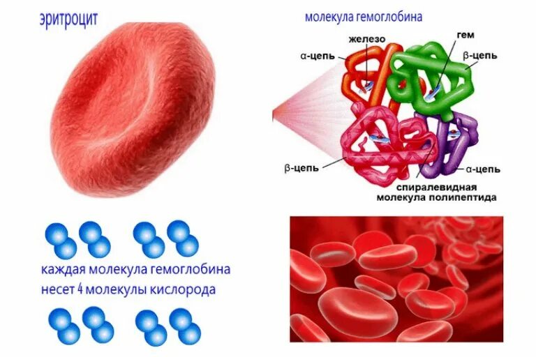 Снижение гемоглобина. Валентность железа в гемоглобине человека. Гем в молекуле гемоглобина. Ион железа в гемоглобине. Строение гемоглобина кислород.