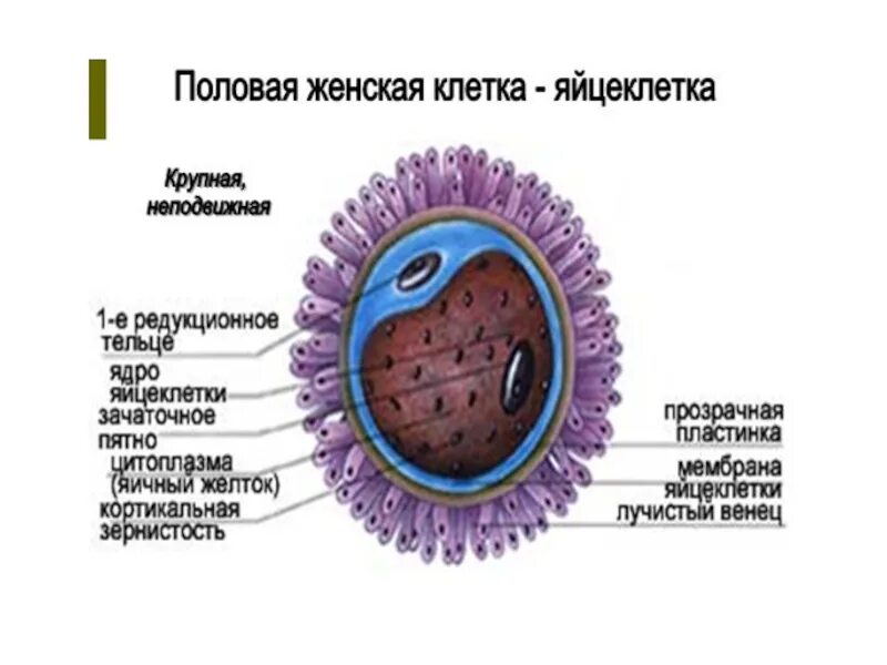 Строение половых клеток яйцеклетка. Строение яйцеклетки человека. Яйцеклетка женская половая клетка. Строение женской половой клетки.