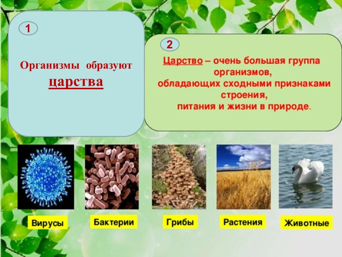 Сколько на земле существует царств природы. Царства природы. Царства в биологии. Царство это большая группа организмов. Царства живой природы.