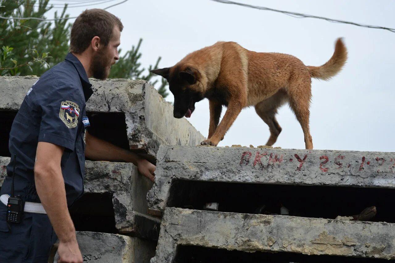 Поисково спасательная служба собак. Малинуа поисково спасательная служба. Поисково спасательные собаки. ПСС собаки.