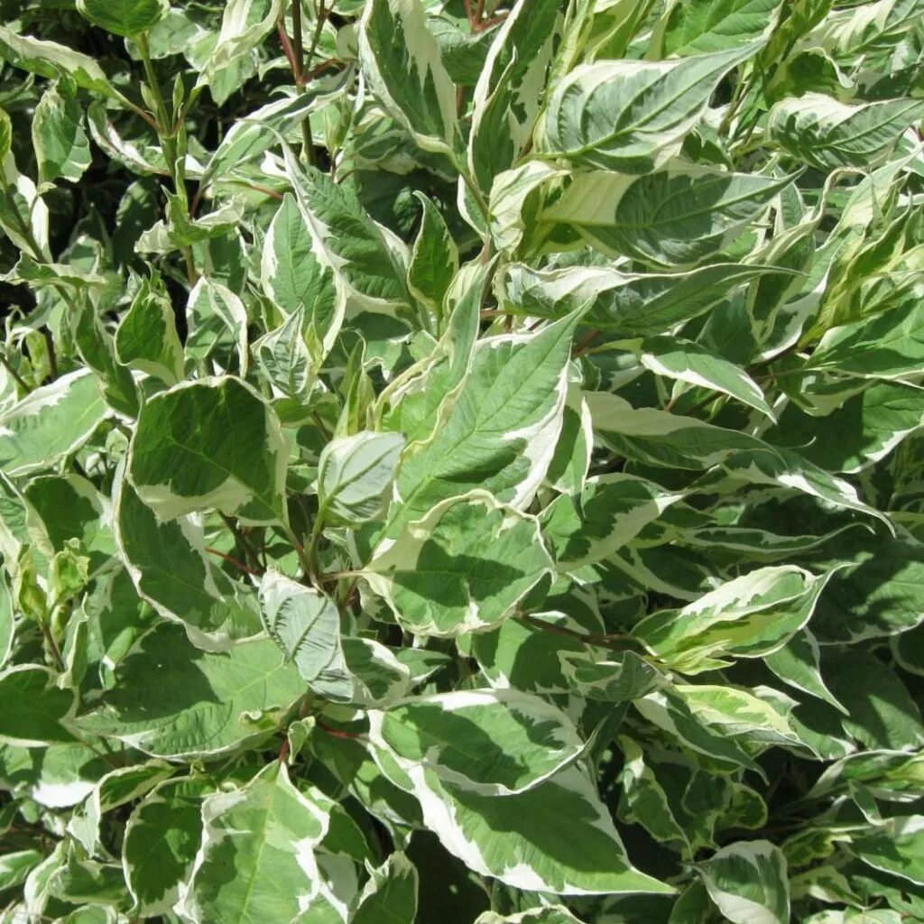 Cornus alba ivory halo. Дёрен белый. Дерен айвори хало. Дерен ивори хало. Дёрен белый ivory halo.