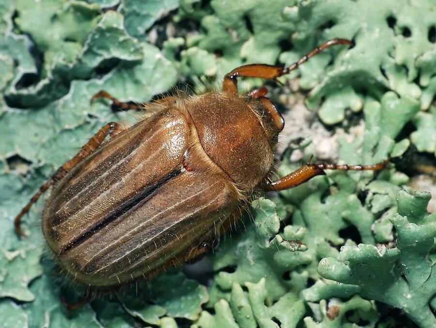 жук июньский хрущ. жуки летающие в июне. огневка жук красный. черный дубовик жук. Amphimallon solstitiale - июньский хрущ.