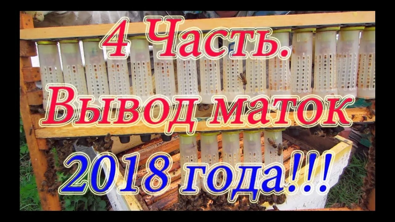 Когда появляются маточники. Вывод маток. Колпачки для вывода маток пчел. Календарь вывода маток. Календарь выхода матки из маточника.