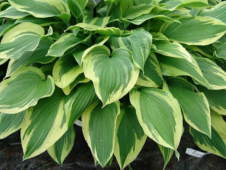 Хоста гибридная волверайн. День хоста. Хоста ерф энджел. Хоста крекер крамбс. Хоста сноу свит.