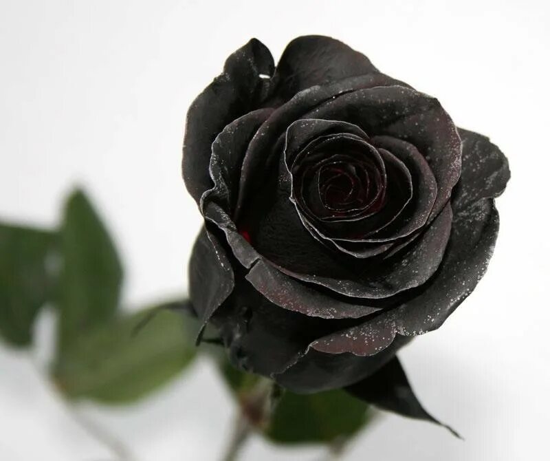 Черная рожден. Черные розы Халфети.