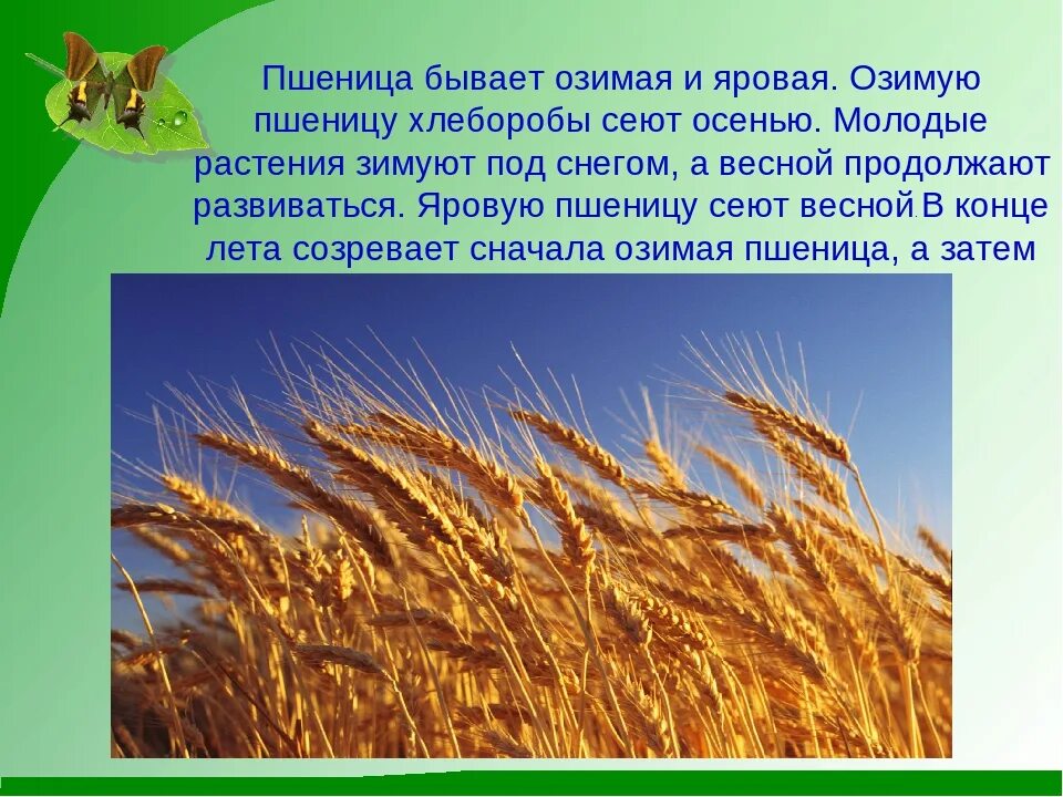 Пшеница бывает озимая и Яровая. Растениеводство озимая и Яровая. Рассказ о пшенице. Пшеница доклад. Какие виды пшеницы вы знаете