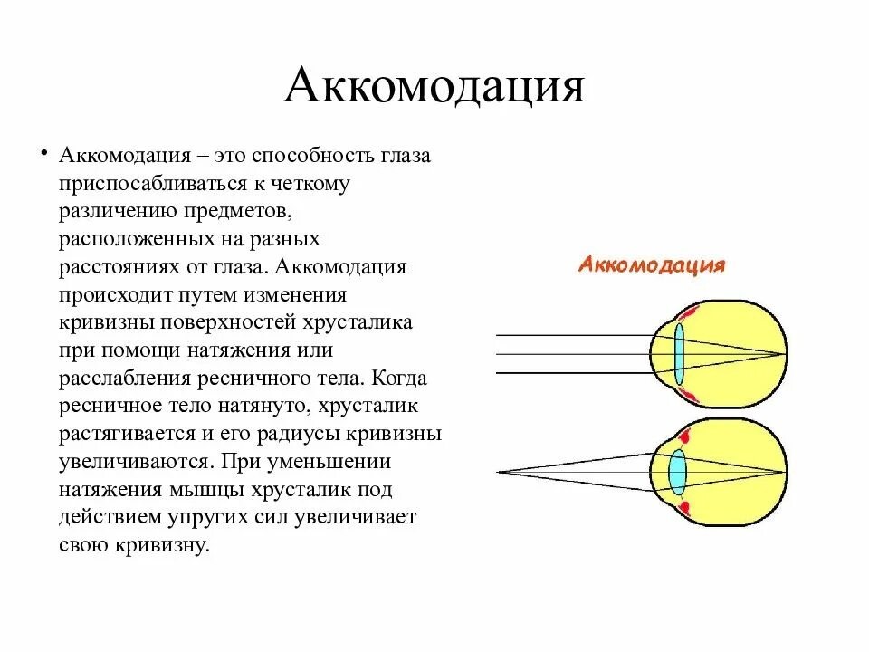 В аккомодации участвуют. Аккомодация хрусталика глаза. Аккомодация зрения изменение кривизны хрусталика. Структура аккомодации глаза. Аккомодация глаза физика схема.