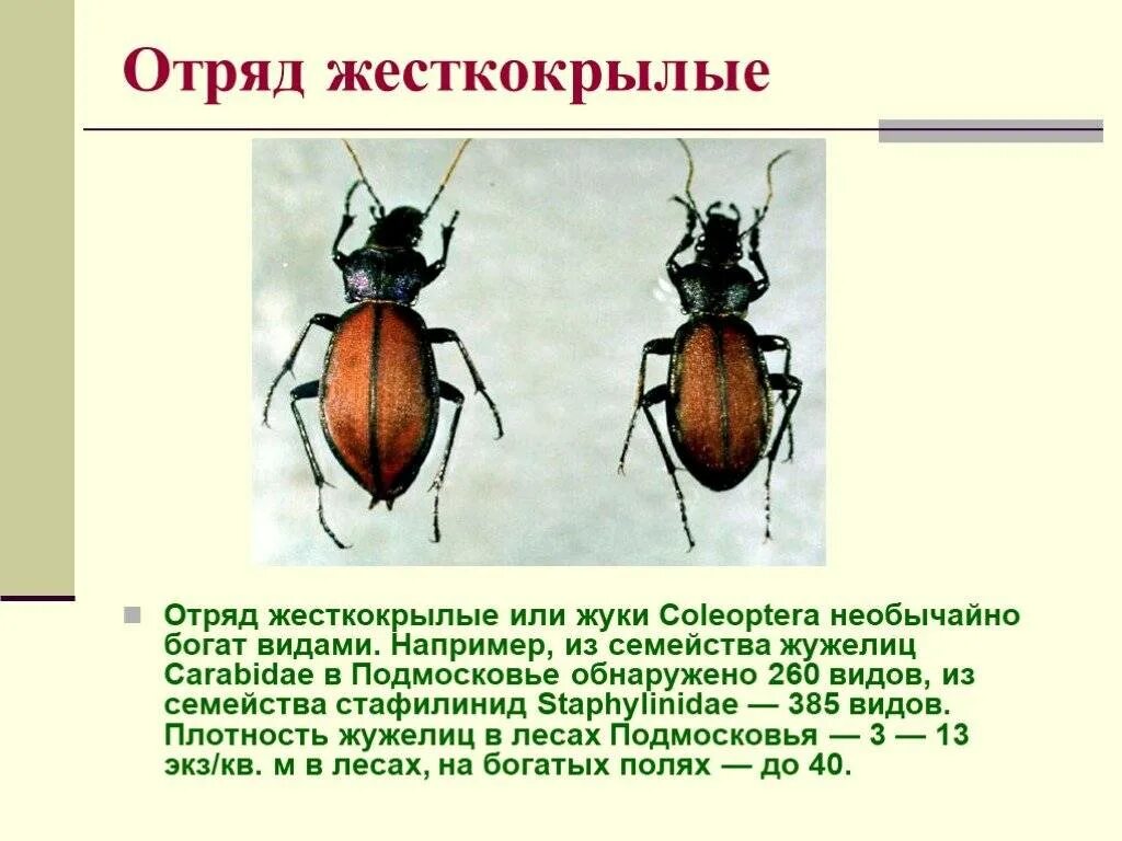 Для жука характерно развитие. Отряд жесткокрылые. Тип ног у жесткокрылых. Отряд жесткокрылые или жуки. Представители отряда жесткокрылые или жуки.