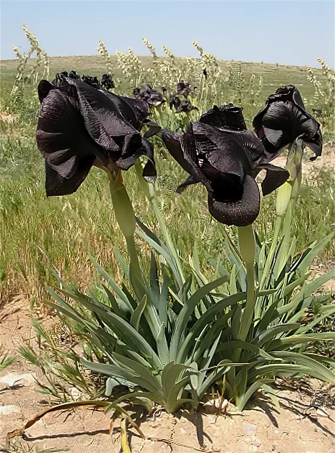 ирисы в пустыне