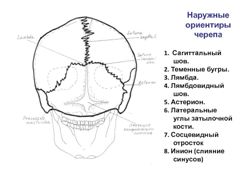 Теменная затылочная кость. Теменная кость строение. Теменная кость бугорок. Теменная кость схема.