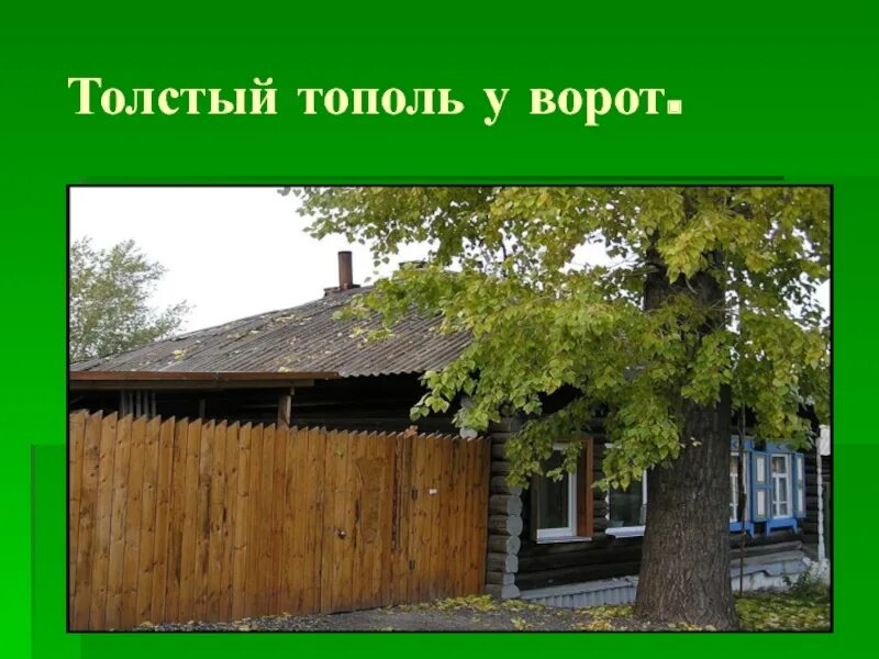 Что ты представляешь когда слышишь слово родина. Тополь у ворот. Старый дом в саду смородина толстый Тополь у ворот. Тополь у дома. Толстый Тополь у ворот рисунок.