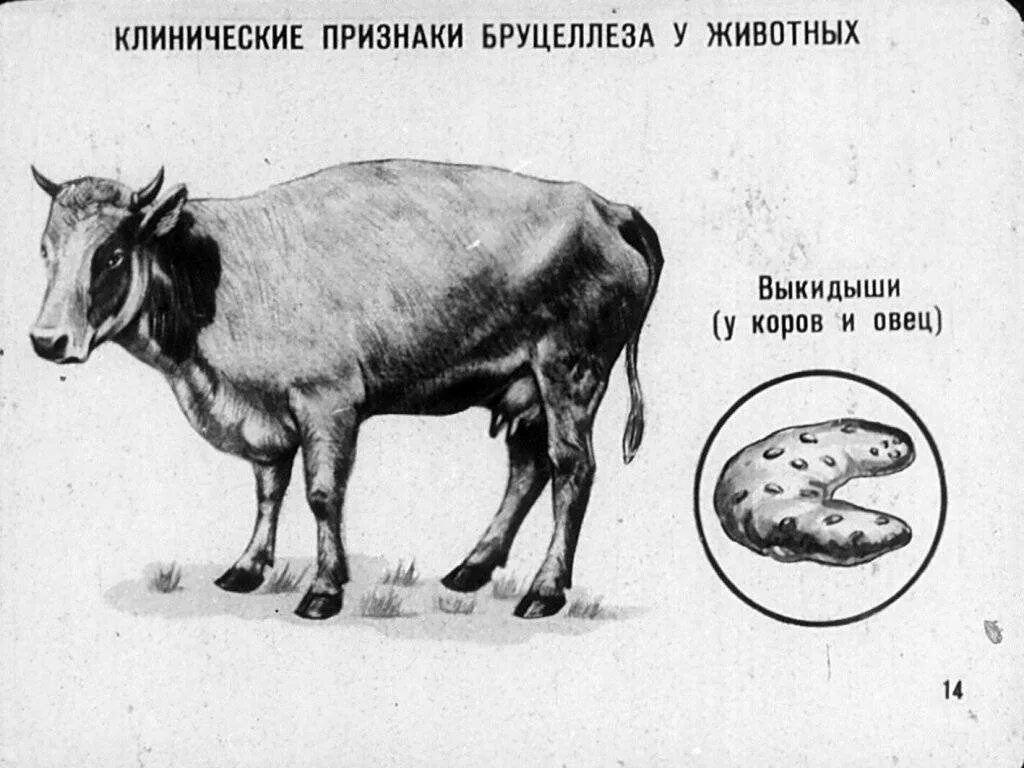 Болезнь коров бруцеллез что. Бруцеллез КРС симптомы. Бруцеллез животных клиническая картина. Бруцеллез КРС признаки. Бруцеллез крупного рогатого скота симптомы.