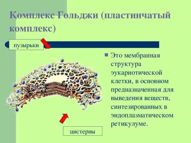 Комплекс Гольджи эукариотической клетки. Строение комплекса Гольджи эукариотической клетки. Функции пластинчатого комплекса Гольджи. Структура пластинчатого комплекса. Пластинчатый комплекс