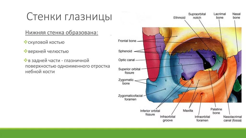 Где расположена верхнее. Латеральная стенка глазницы анатомия. Костные стенки глазницы анатомия. Стенки орбиты Орбита глазницы. Латеральная стенка полости глазницы образована.