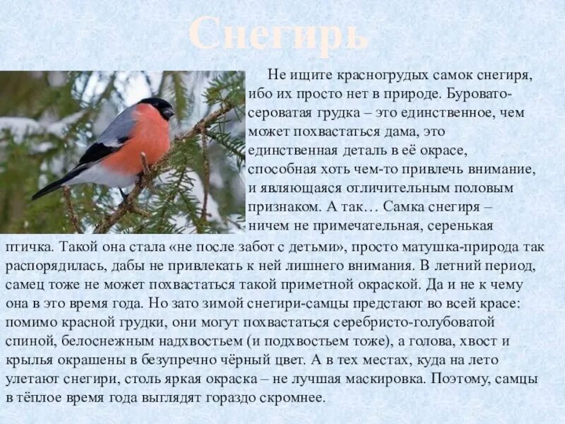 Снегирь для детей. Описание снегиря. Рассказ про снегиря. Доклад про снегиря. Особенности птицы снегирь