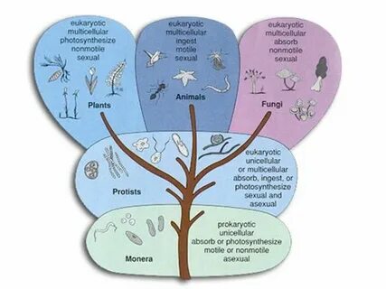 Many plant and animal
