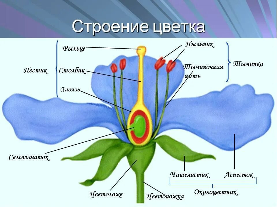 Две главные части цветка. Схема строения цветка 6 класс биология. Чашелистики пестик тычинки венчик. Структура цветка биология 6 класс. Схема строения цветка 6 класс.