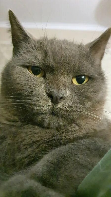 Если дома нет кота кого вы любите тогда. Котик смущается. Сколько кошек у нормального человека. У нормального человека два кота. 1-2 кота это нормальный человек.