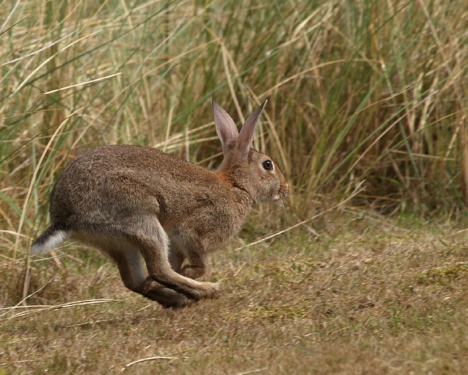 Заяц-Русак. Заяц бежит. Заяц убегает. Заяц прыгает.