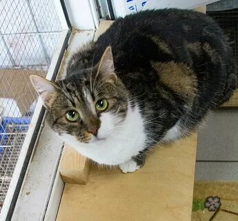 Котик мурзик