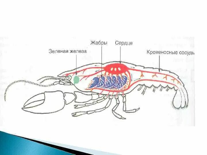 Зелёные железы у ракообразных. Жабры членистоногих. Кожные жабры у ракообразных. Речной рак выделение